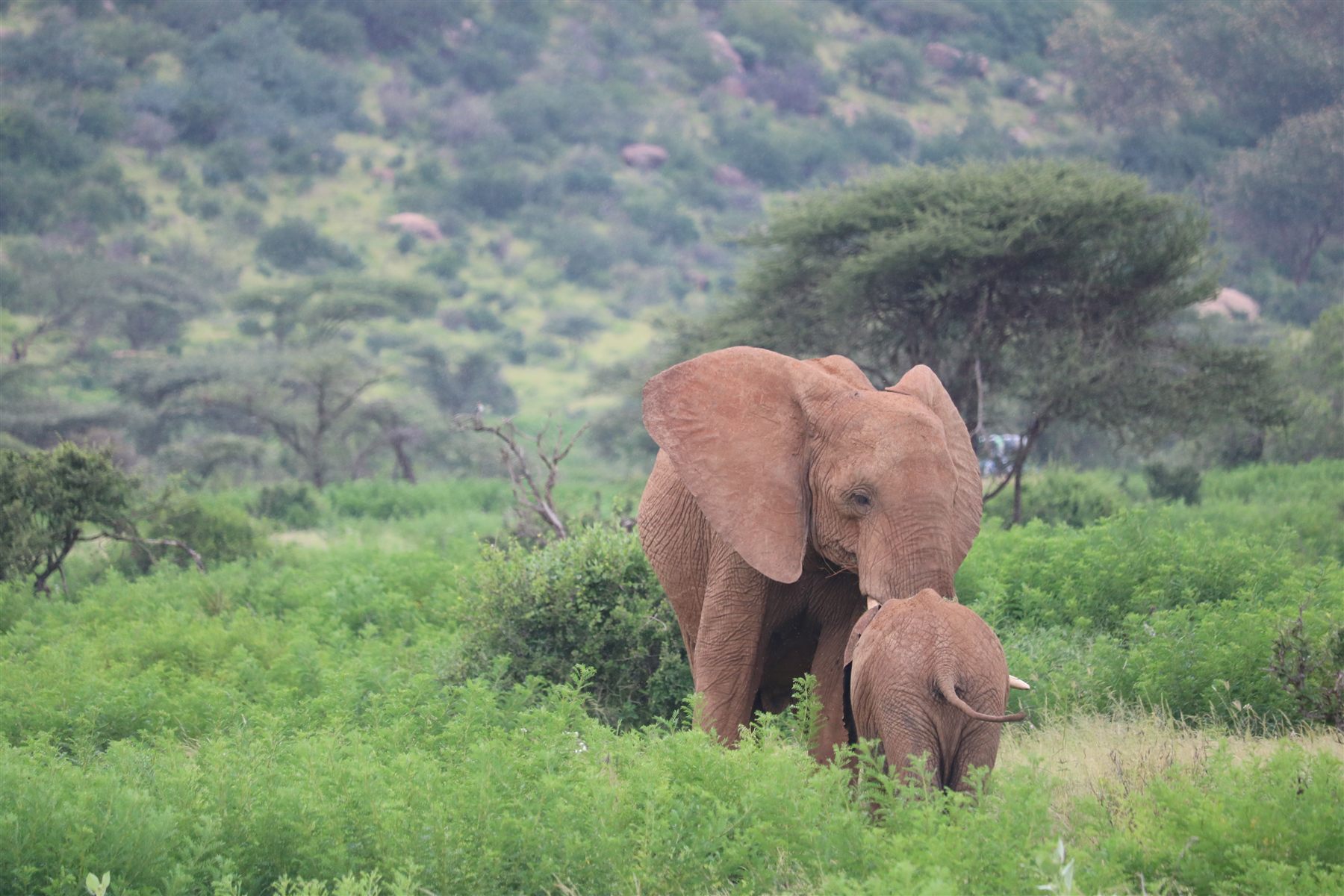 Kenya image
