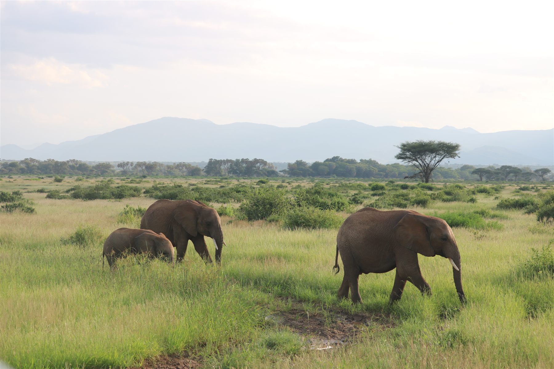 When Is The Best Time To Visit Kenya?